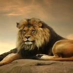 majestic-lion