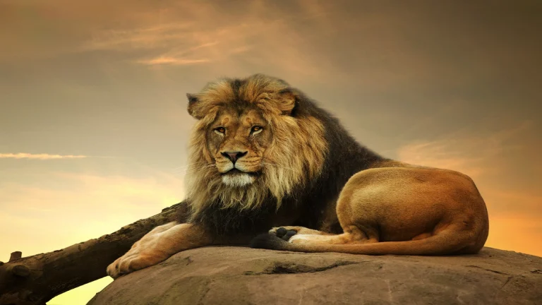 majestic-lion