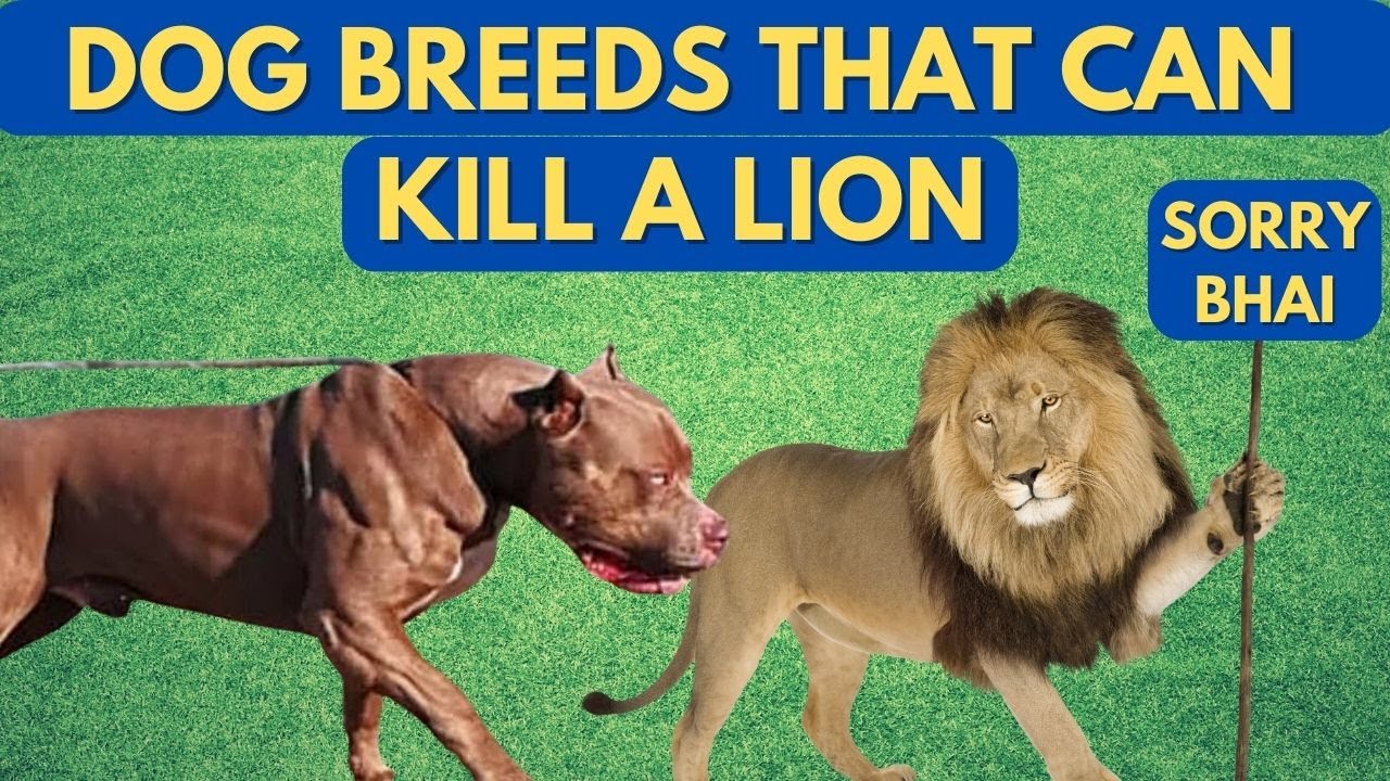 Scientifically Proven These Dog Breeds Can Kill a Lion. Watch Video